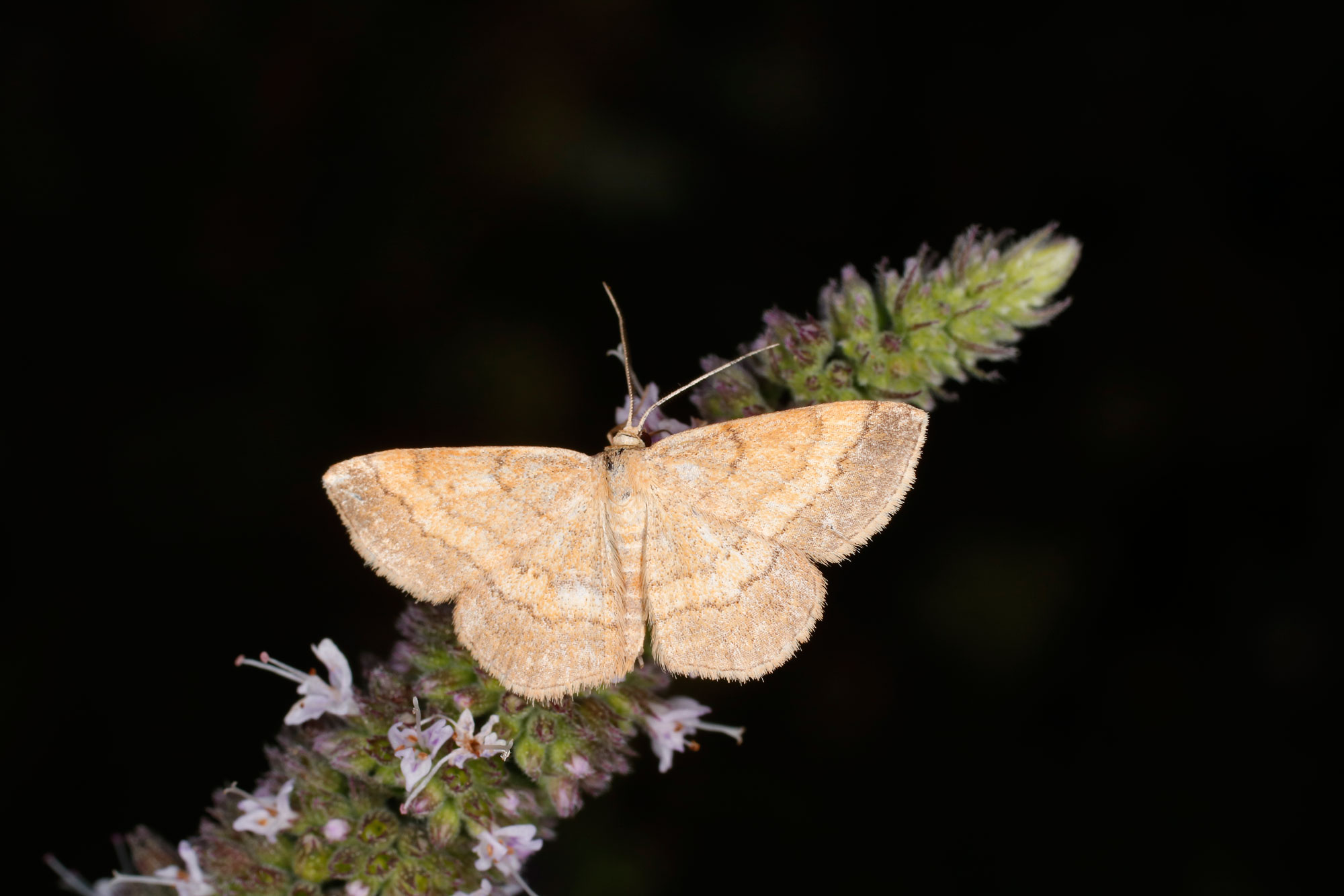 Geometridae: quale Scopula? Scopula rubiginata